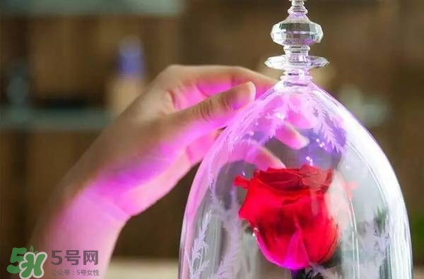 camino美女與野獸音響多少錢？camino玫瑰藍牙音箱價格
