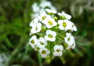 薺菜花可以泡茶嗎？薺菜花泡茶喝有什么功效？