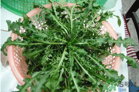 野生薺菜孕婦能吃嗎？野薺菜孕婦可以吃嗎？