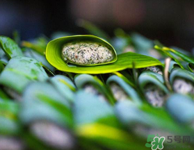 蒿子粑粑能吃嗎？蒿子粑粑可以吃嗎？