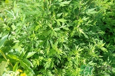 艾草是寒性的嗎？艾草是涼性的嗎？