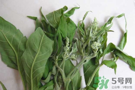 艾草是寒性的嗎？艾草是涼性的嗎？