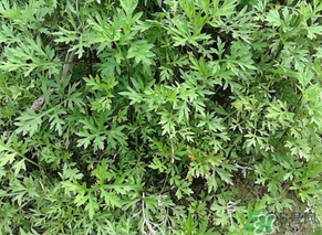 蒿子是發(fā)物嗎？蒿子是不是發(fā)物嗎？