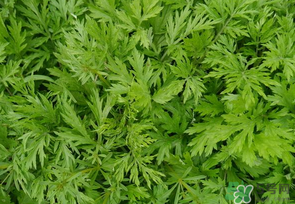 蒿子是發(fā)物嗎？蒿子是不是發(fā)物嗎？