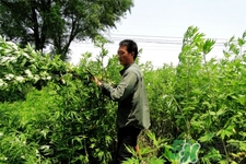 艾草是哪個季節(jié)的？艾草是什么季節(jié)采摘？