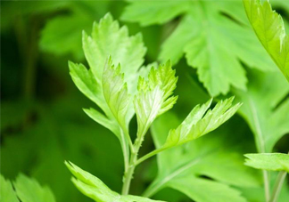 艾草是哪個(gè)季節(jié)的？艾草是什么季節(jié)采摘？