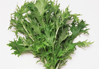 艾草是寒性的嗎？艾草是涼性的嗎？