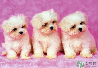 狗狗能吃薺菜嗎？狗吃了薺菜會生病嗎？