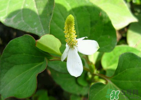 薺菜和魚腥草能一起吃嗎？薺菜和魚腥草可以同時泡茶嗎？