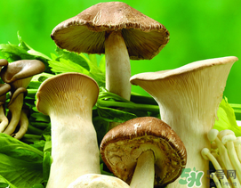 薺菜和蘑菇能一起吃嗎？薺菜和菇類能一起吃嗎？