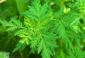 青蒿是什么植物？青蒿是種子植物還是裸子植物？