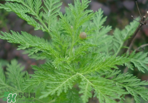 青蒿是什么植物？青蒿是種子植物還是裸子植物？
