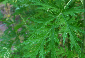 青蒿是什么植物？青蒿是種子植物還是裸子植物？