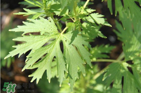 青蒿能吃嗎？青蒿可以吃嗎？