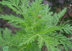 蒿子怎么做好吃？蒿子能涼拌嗎？