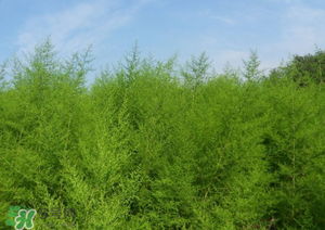 蒿子怎么做好吃？蒿子能涼拌嗎？