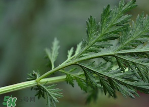 蒿子怎么做好吃？蒿子能涼拌嗎？