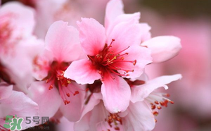 清明節(jié)還有桃花嗎？清明節(jié)去哪里看桃花？