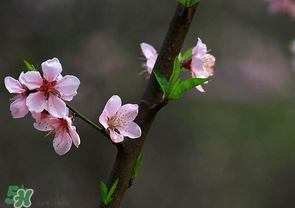 清明節(jié)還有桃花嗎？清明節(jié)去哪里看桃花？