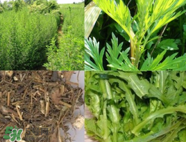 青蒿可以泡水喝嗎？青蒿能泡水喝嗎？