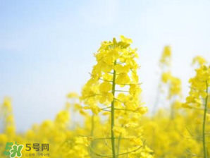 2017年清明節(jié)油菜花開了嗎？2017年清明節(jié)還有油菜花嗎？
