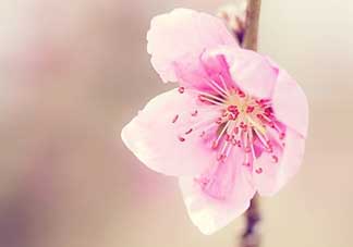 清明節(jié)還有桃花嗎？清明節(jié)去哪里看桃花？