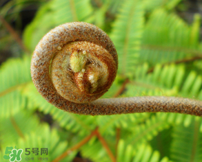 蕨菜什么時(shí)候采摘？蕨菜什么時(shí)候有？