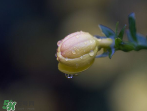 2017年谷雨是幾月幾號(hào)？2017年谷雨是哪一天？