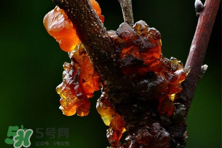 桃膠如何保存？桃膠怎么保存？