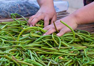 蕨菜什么時(shí)候采摘？蕨菜什么時(shí)候有？