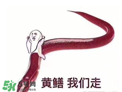 七彩皮皮鱔我們往死里鉆是什么意思？七彩皮皮鱔我們?nèi)€好地方是什么意思？