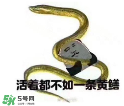 七彩皮皮鱔我們往死里鉆是什么意思？七彩皮皮鱔我們?nèi)€好地方是什么意思？