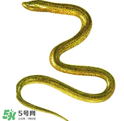 七彩皮皮鱔我們往死里鉆是什么意思？七彩皮皮鱔我們?nèi)€好地方是什么意思？