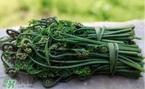 蕨菜能吃嗎？蕨菜可以吃嗎？