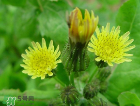 苦菜什么時候有？苦菜幾月份有？