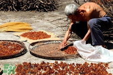桃膠有農(nóng)藥嗎？怎么去除桃膠的農(nóng)藥？