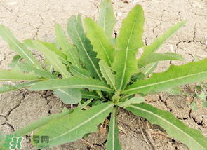 苦菜什么人不能吃？什么體質(zhì)不宜吃苦菜？