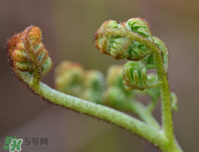 吃蕨菜會過敏嗎？皮膚過敏能吃蕨菜嗎？