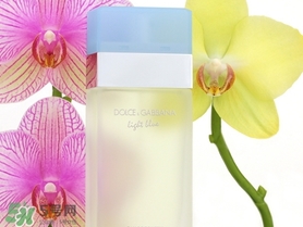 dolce gabanna香水哪款好聞？DG杜嘉班納香水推薦