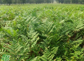 蕨菜可以種植嗎？蕨菜怎么種植？