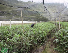 蕨菜可以種植嗎？蕨菜怎么種植？