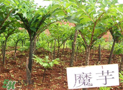 魔芋什么味道？怎么去除魔芋味道？