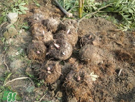 魔芋什么時候種植？魔芋怎么種植技術？