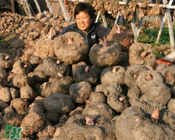 魔芋什么時候種植？魔芋怎么種植技術？