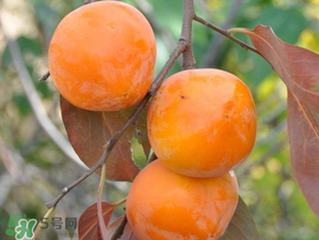 柿子什么季節(jié)成熟？柿子什么時候吃最好？