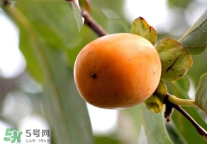 柿子為什么會(huì)澀？柿子怎么吃不澀？