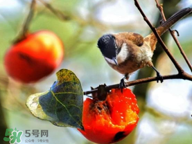柿子為什么會黑？柿子為什么凍完發(fā)黑？