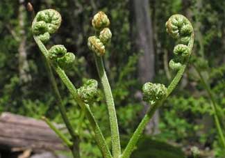 野生蕨菜多少錢一斤？蕨菜多少錢一斤？