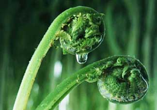 吃蕨菜會(huì)過(guò)敏嗎？皮膚過(guò)敏能吃蕨菜嗎？