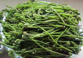 吃蕨菜有什么好處？吃蕨菜的好處